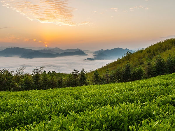 益陽安化?天下茶道、云臺(tái)山、茶香花海2日游