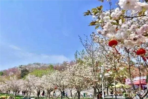 長沙潯龍河櫻花谷、田漢文化園一日游