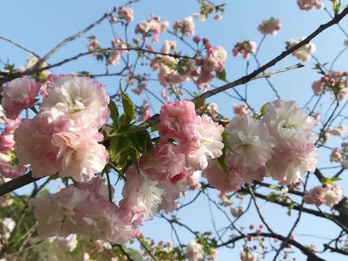 長(zhǎng)沙潯龍河櫻花谷、田漢文化園一日游