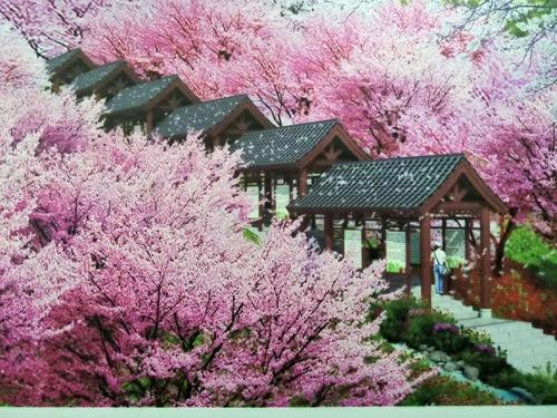 長(zhǎng)沙潯龍河櫻花谷、田漢文化園一日游