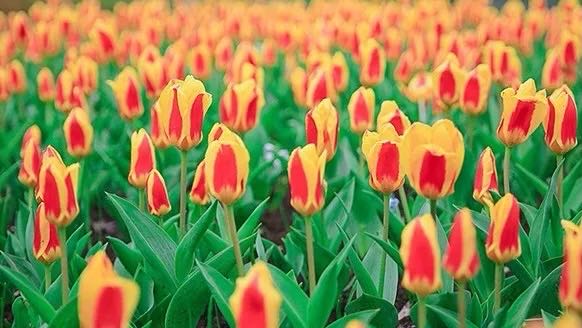 岳陽花語世界、汴河街一日游